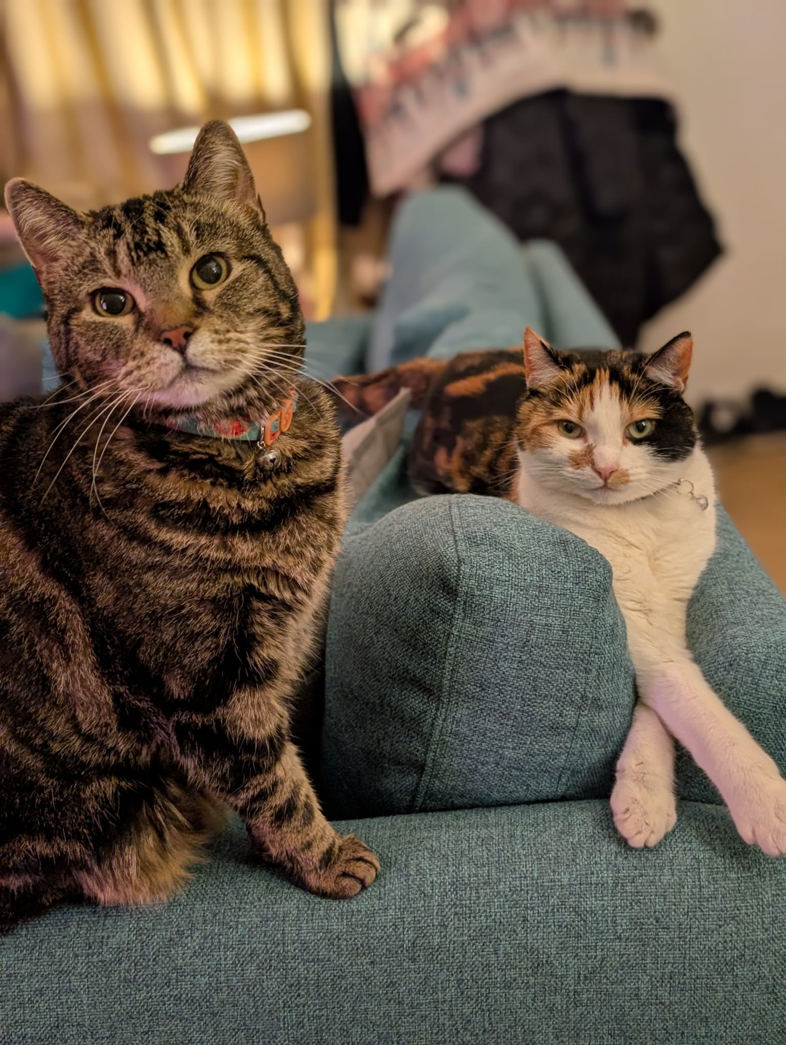 Photo of Laura & Bob's cats